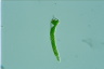 Euglena mutabilis