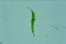 Euglena mutabilis