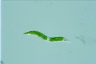 Euglena mutabilis