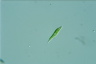 Euglena mutabilis