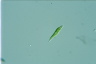 Euglena mutabilis