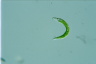 Euglena mutabilis