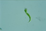 Euglena mutabilis