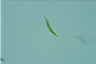 Euglena mutabilis