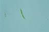 Euglena mutabilis