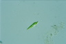 Euglena mutabilis