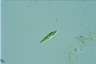 Euglena mutabilis