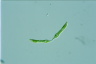 Euglena mutabilis