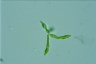 Euglena mutabilis