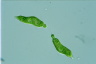 Euglena mutabilis