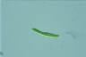 Euglena mutabilis