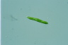 Euglena mutabilis