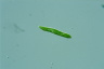 Euglena mutabilis