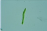 Euglena mutabilis