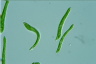 Euglena mutabilis