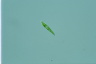 Euglena mutabilis