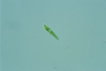 Euglena mutabilis