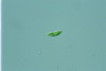 Euglena mutabilis