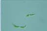 Euglena mutabilis