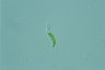 Euglena mutabilis