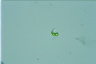 Euglena mutabilis