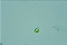 Euglena mutabilis