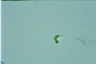 Euglena mutabilis