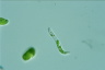 Euglena mutabilis