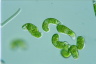 Euglena