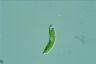 Euglena