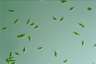 Euglena