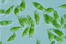 Euglena viridis