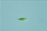 Euglena viridis