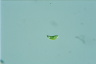 Euglena agilis