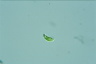 Euglena pisciformis