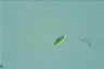 Euglena pisciformis