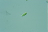 Euglena pisciformis