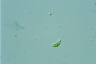 Euglena pisciformis