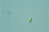 Euglena pisciformis