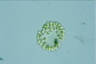 Uroglena