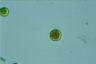 Haematococcus