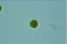 Haematococcus