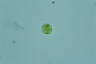 Haematococcus