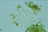 Pediastrum angulosum