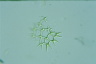 Pediastrum duplex