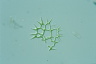 Pediastrum duplex