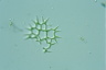 Pediastrum duplex