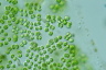 Tetraspora