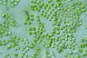 Tetraspora