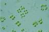 Tetraspora